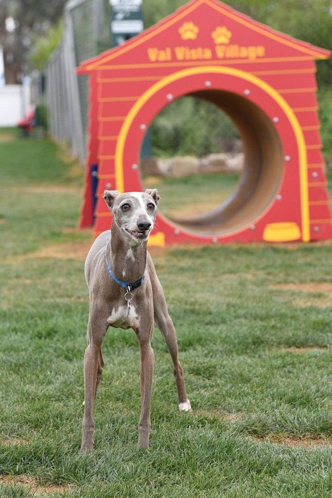 Val Vista Villages RV Resort in Mesa, AZ for 55+ .. Park Model Homes