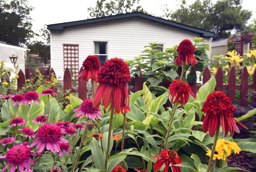 Beautiful red, fushia and yellow flowers are planted in backyard of residents home.