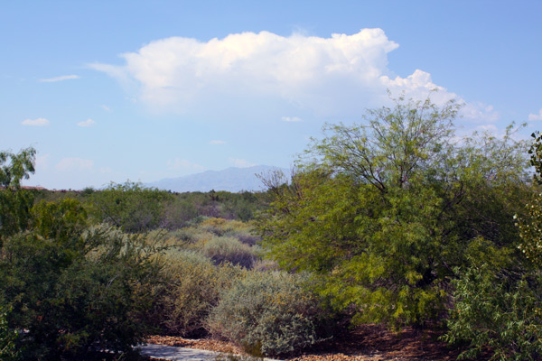Paved trail through the wetlands. Desert landscape with green trees and shrubs. Silhouette of mountain in far distance.