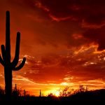 Beautiful sunset over the desert. Sky glows orange, yellow, red through the clouds and silhouette of cactus.